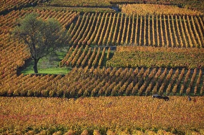 A patchwork of vine parcels in autumn colour, one tree standing among them