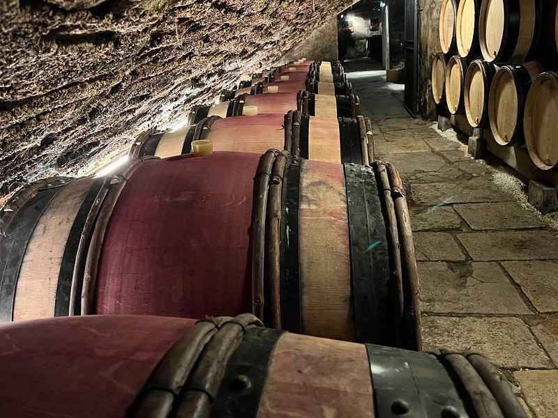 Rows of oak barrels in a cellar under a rough stone vault