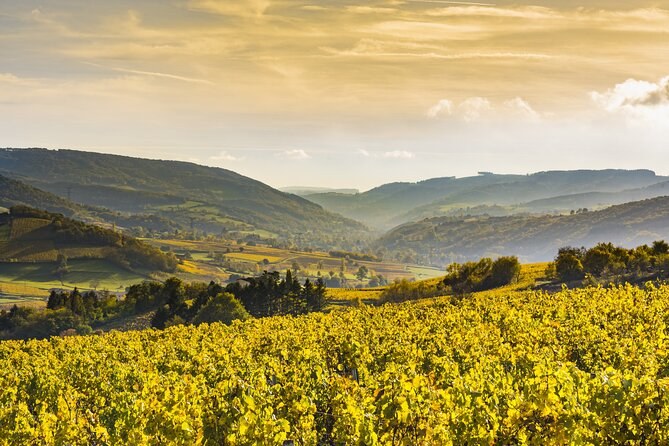 Vines turning gold across a valley, wooded hills in the distance