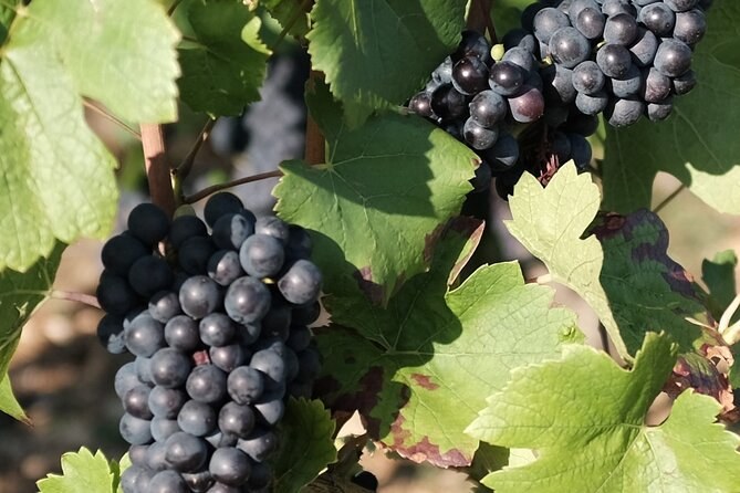 Bunches of black grapes hanging among the leaves