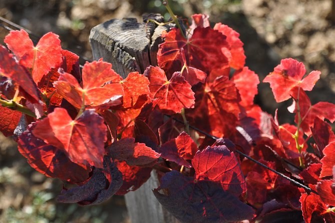 Vine leaves turned deep red in autumn, lit by the sun