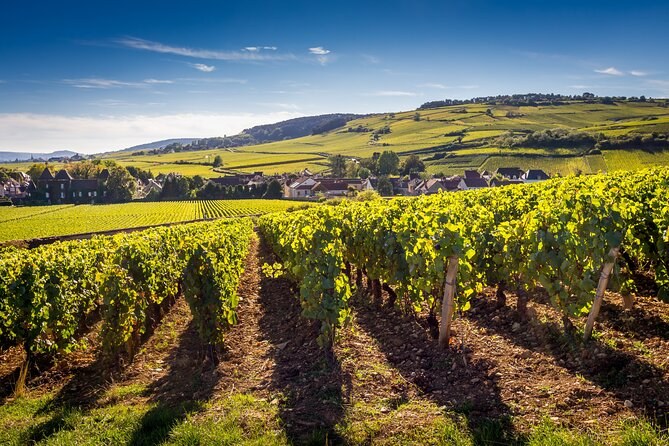 Vine rows in low sun, a village and a wooded ridge behind them